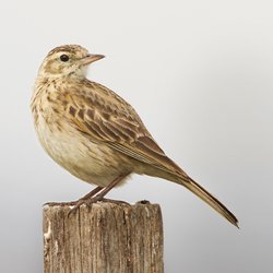 Skylark