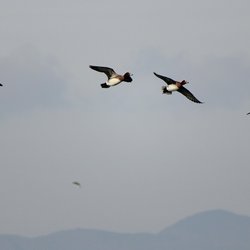 Wigeon