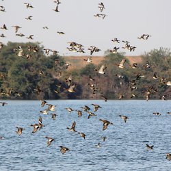 Wigeon