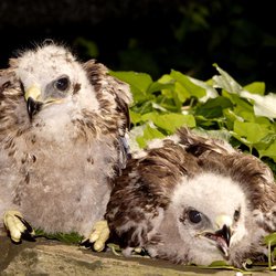 Buzzard