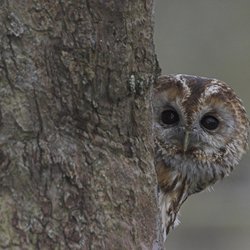 Tawny Owl