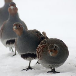 Grey Partridge