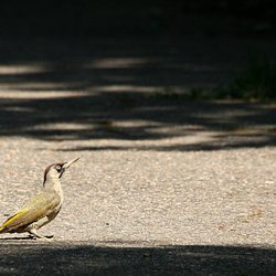 Green Woodpecker