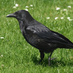 Carrion Crow