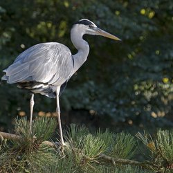 Grey Heron