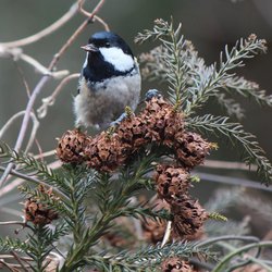 Coal Tit