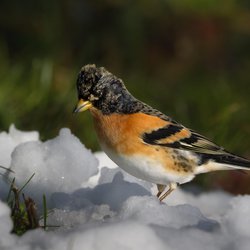 Brambling