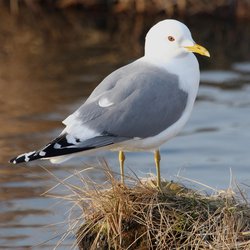 Common Gull