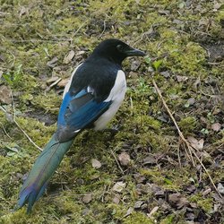 Magpie