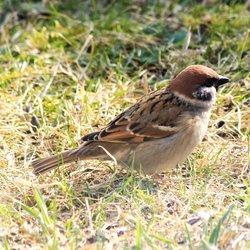 Tree Sparrow