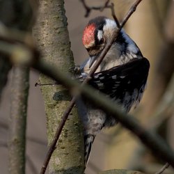 Lesser Spotted Woodpecker