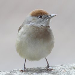 Blackcap