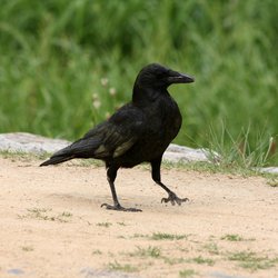 Carrion Crow