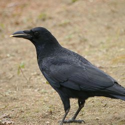 Carrion Crow