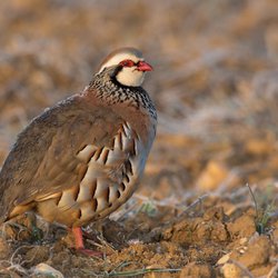 Red-legged partridge