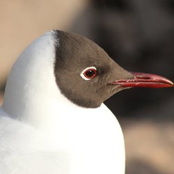 Black-headed Gull