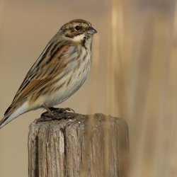 Reed Bunting