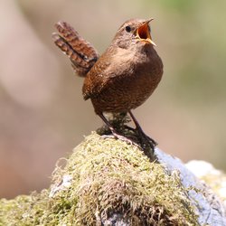 Northern Wren
