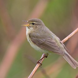 Chiffchaff