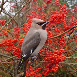 Bohemian Waxwing