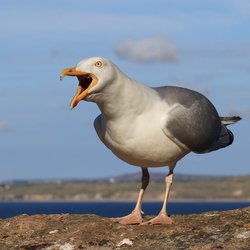 Herring Gull