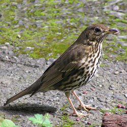 Song Thrush