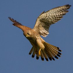 Kestrel