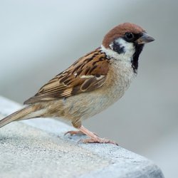 Tree Sparrow