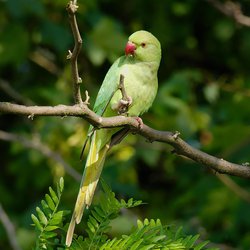 Ring-necked parakeet