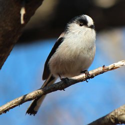 Long-tailed Tit