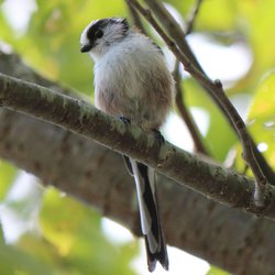 Long-tailed Tit