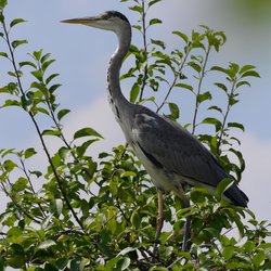Grey Heron
