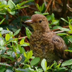 Blackbird