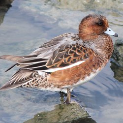 Wigeon
