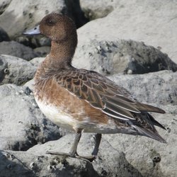 Wigeon