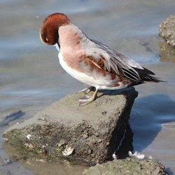 Wigeon