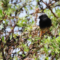 Black Redstart