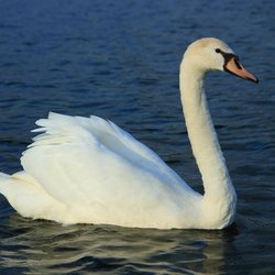 Mute Swan