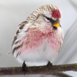 Redpoll