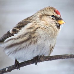 Redpoll