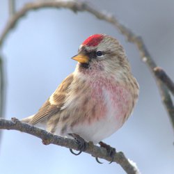 Redpoll