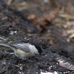 Willow Tit