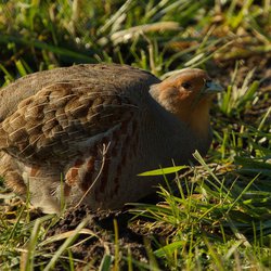 Grey Partridge