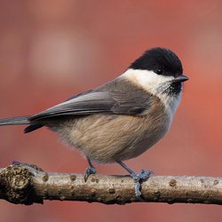 Willow Tit