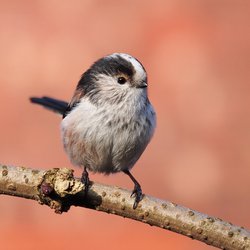 Long-tailed Tit