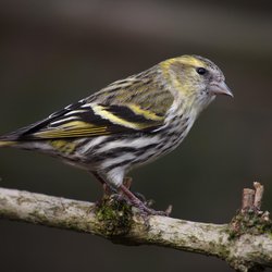 Siskin