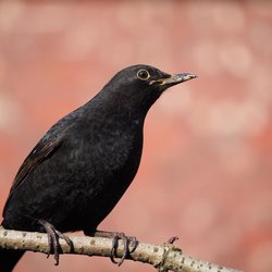 Blackbird