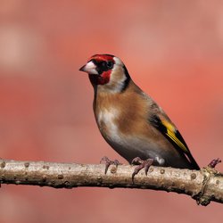 Goldfinch