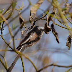 Long-tailed Tit