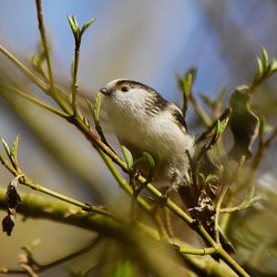 Long-tailed Tit